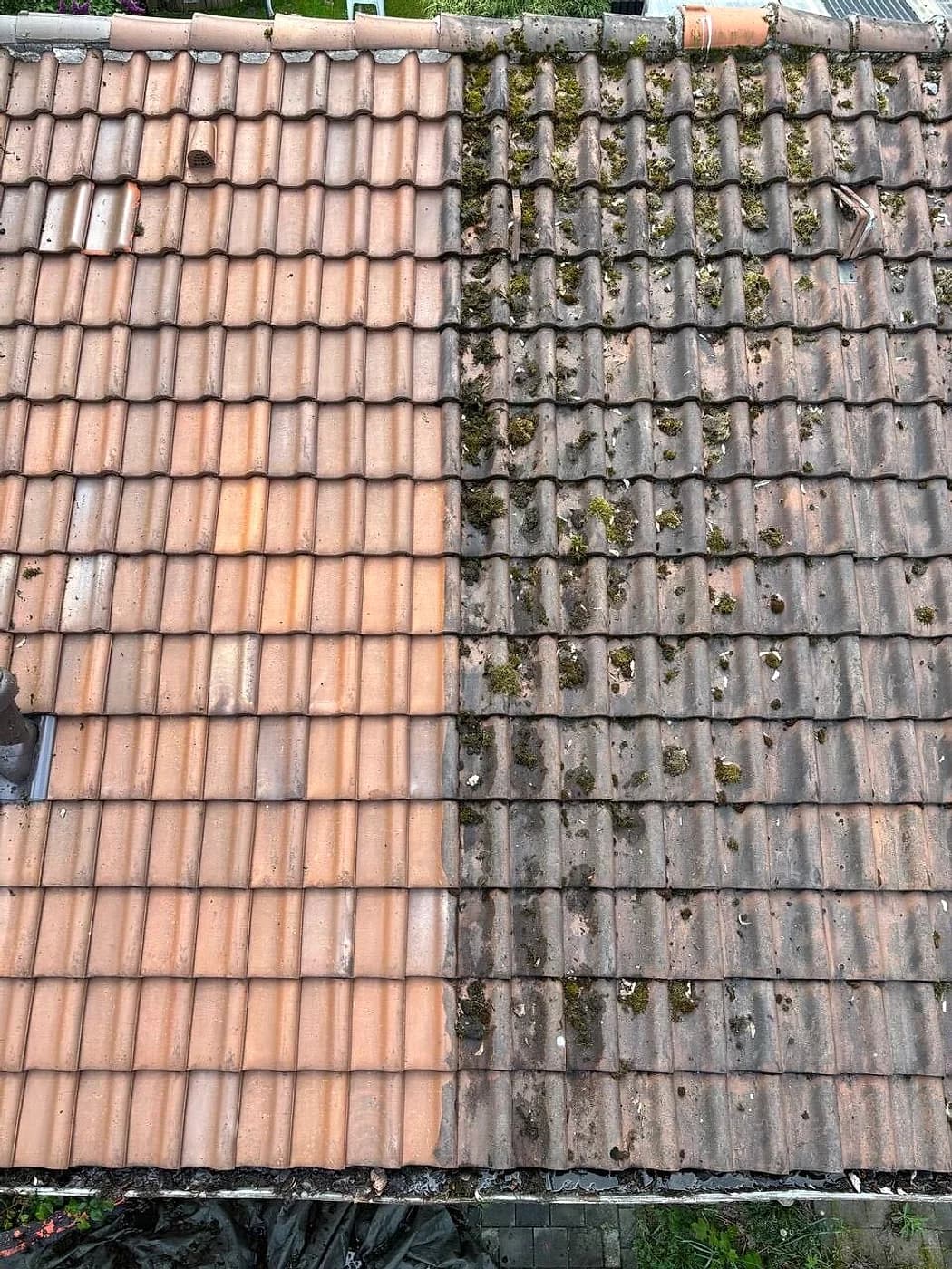 Tonziegel, zur Hälfte bemoost und zur Hälfte gereinigt