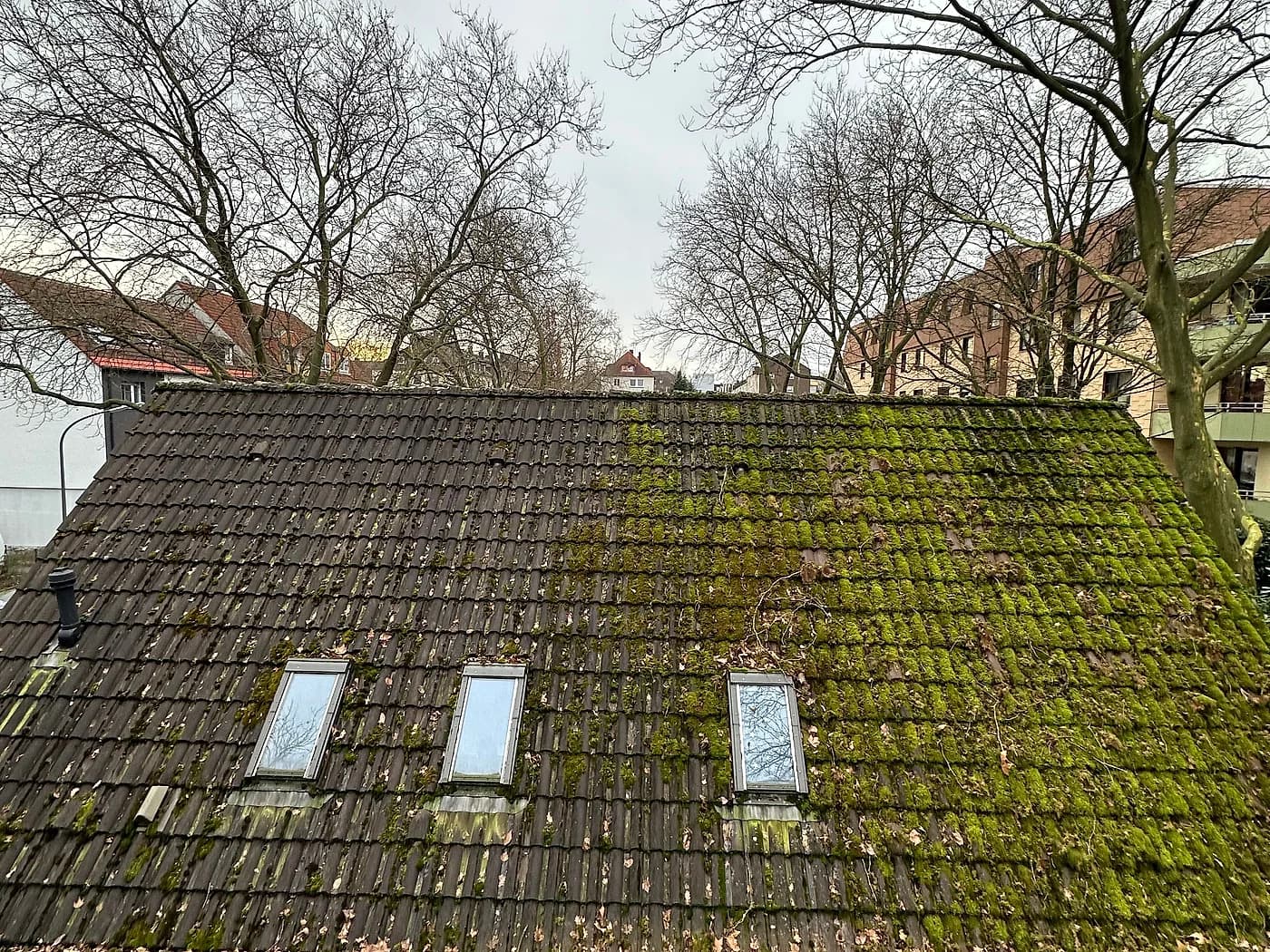 Dachfläche, die flächig mit dichtem Moos bewachsen ist