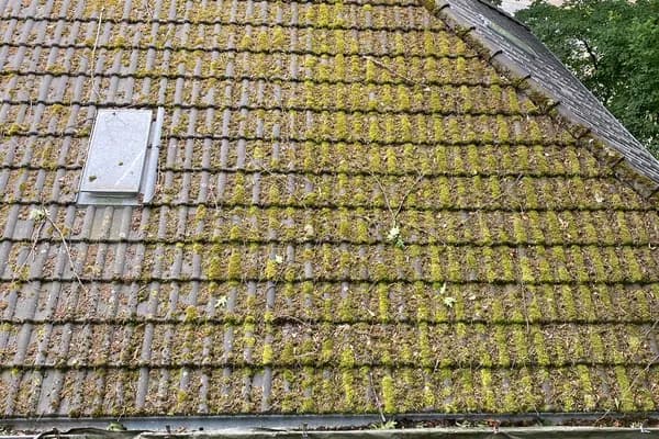 Nahaufnahme von Betondachsteinen unter einer geschlossenen, dicken Moosschicht
