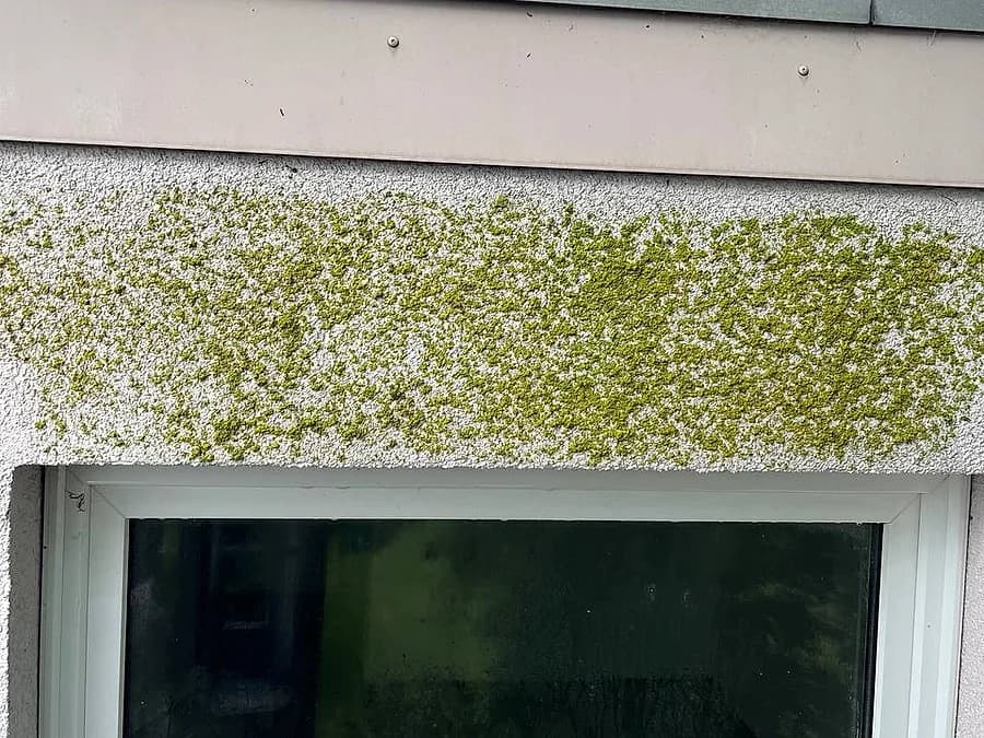 Moosbewuchs auf der Putzfläche über einem Fenster