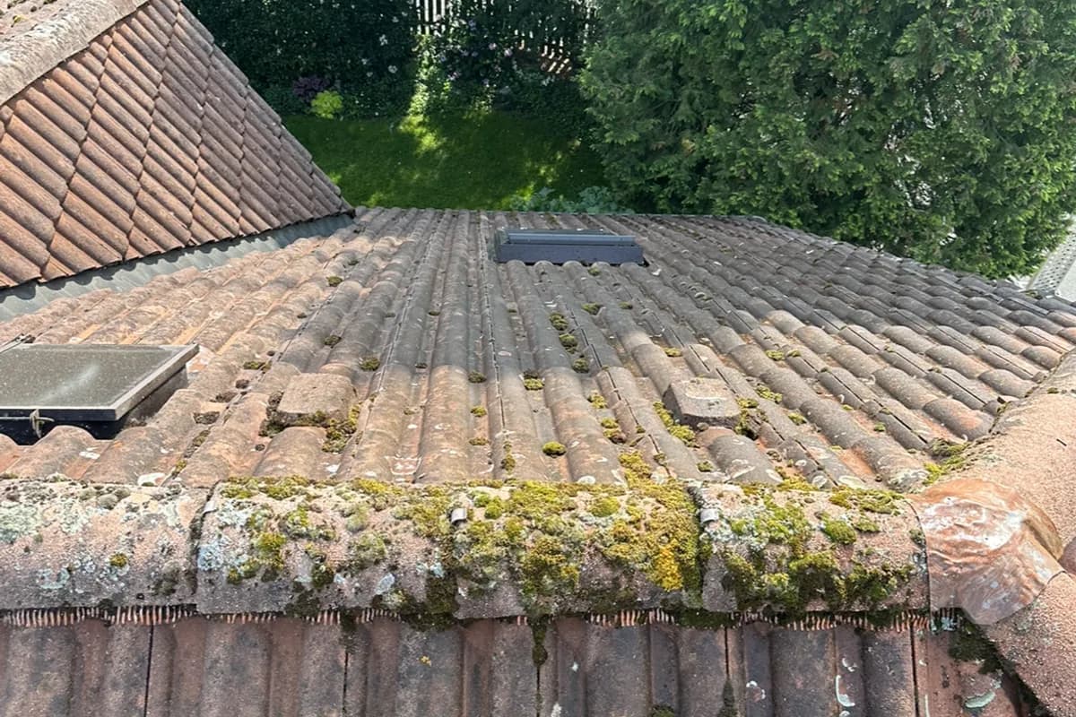 Ziegeldach mit flachen gelben und grauen Flechtenkrusten auf den Pfannen