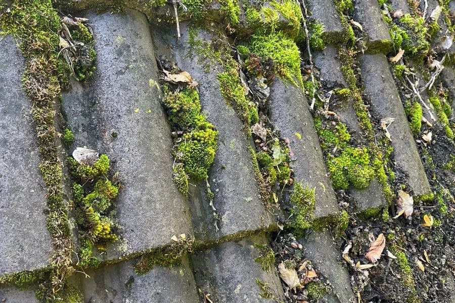 Betondachsteine mit dichtem Moosbewuchs auf der Oberfläche